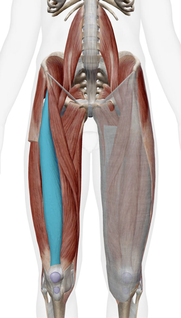 大腿直筋の位置